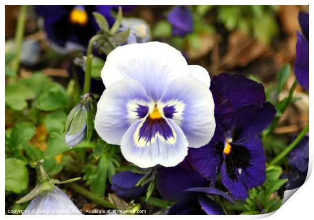 Blue Pansies Print by Fiona Williams