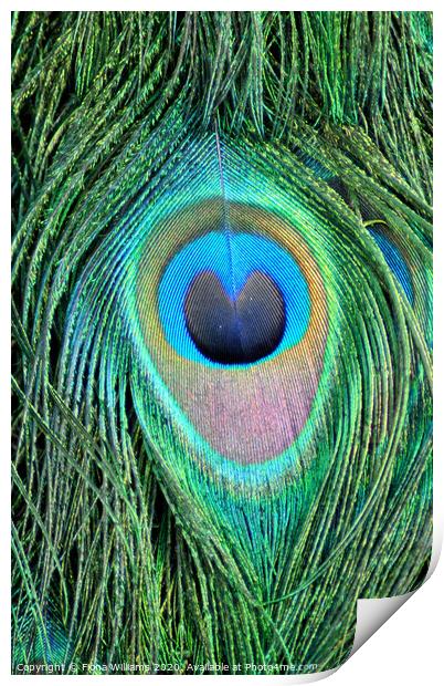 Peacock Feather Print by Fiona Williams