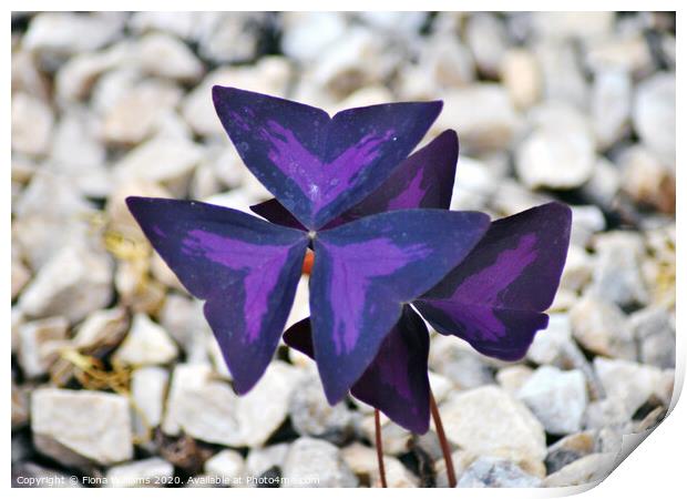 Purple Oxalis Flower Print by Fiona Williams