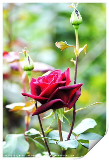 Red rose portrait Print by Fiona Williams