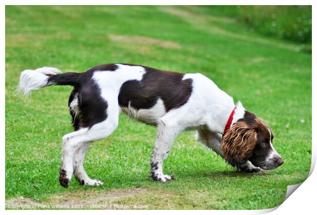 Border Collie working dog Print by Fiona Williams