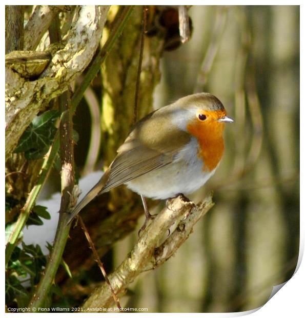 A Robin perched on a tree branch Print by Fiona Williams