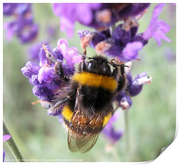 Bee collecting pollen from lavender Print by Fiona Williams