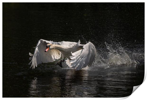 Majestic swan coming in to land Print by Andy Dow