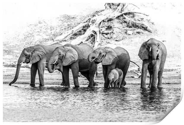 Elephants on the Chobe river Print by Andy Dow