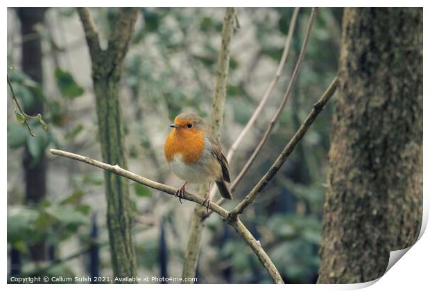 Make sure you get my good side (said Ted The Robin) Print by Callum Sulsh