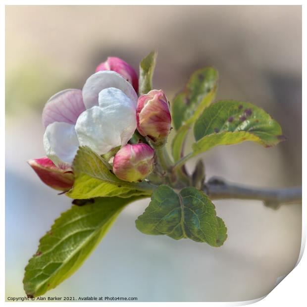 Apple Blossom Print by Alan Barker