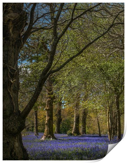 Bluebells at Enys Gardens Print by Alan Barker