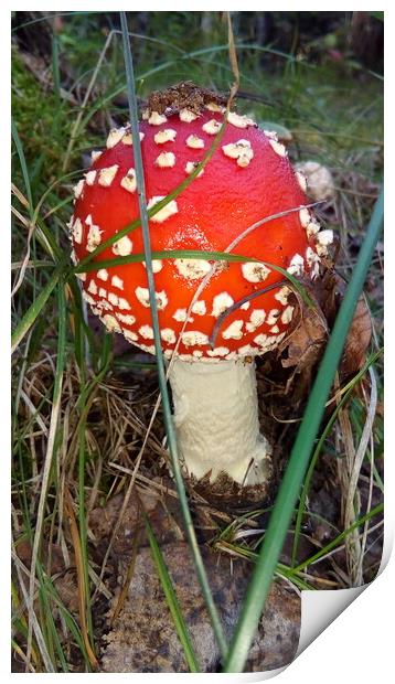 A small mushroom with a red cap Print by Karina Osipova