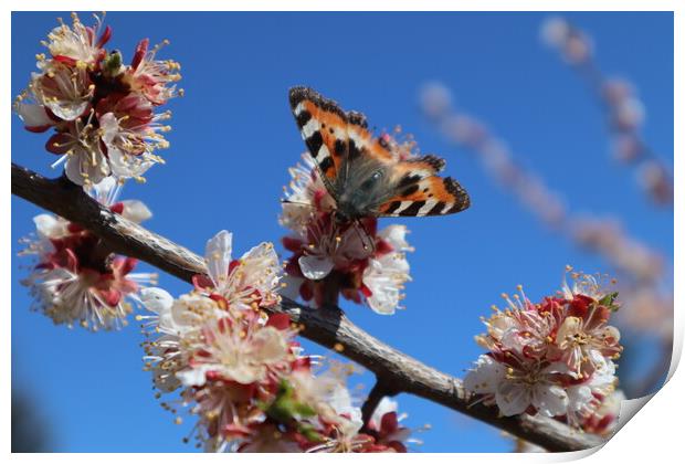 Butterfly on an apricot flower Print by Karina Osipova