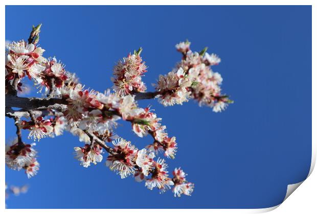White and pink apricot flowers on a branch and bright blue sky. Plant flower Print by Karina Osipova