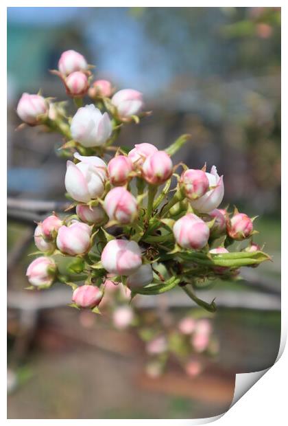 White and pink Apple blossom buds on a branch in spring Print by Karina Osipova