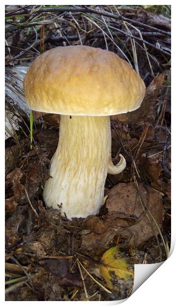 Mushroom in the forest Print by Karina Osipova