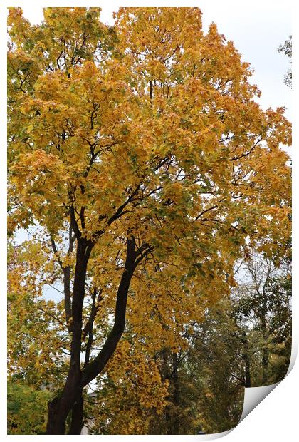 Tree with yellow foliage in autumn in the Park Print by Karina Osipova