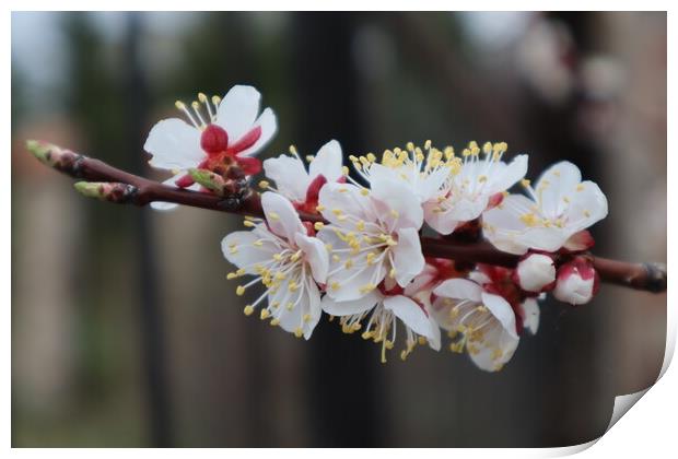 Apricot flowers on a branch in spring.  Print by Karina Osipova