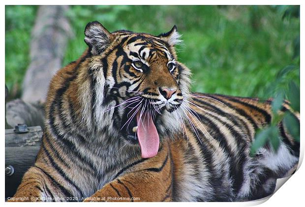 Yawning Tigress Print by Kara Hughes