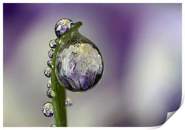 Frozen Flower Refraction  Print by alistair campbell