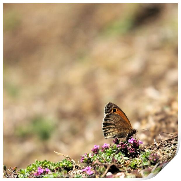 Butterfly resting at Dovedale in Spring  Print by Amy-Rose Carpenter