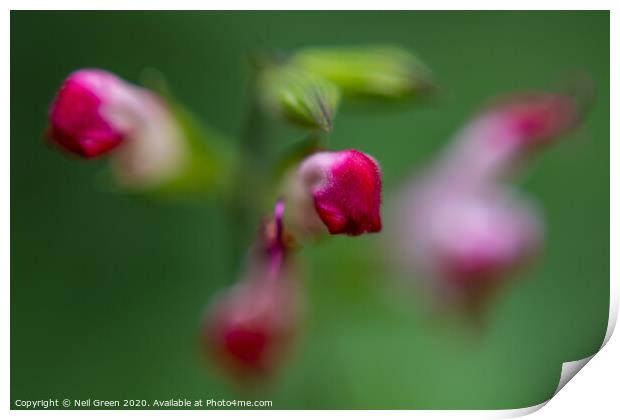 The Pink Posy Print by Neil James