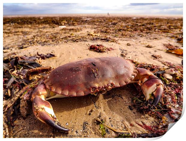 An crab sitting on Bridlington beach Print by Janet Kelly