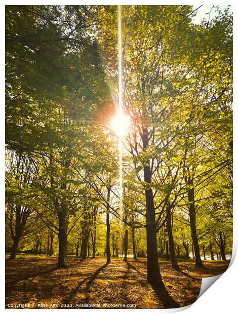 Morning Sun in Virgina Water Forest in Surrey, England Print by Ross Aird