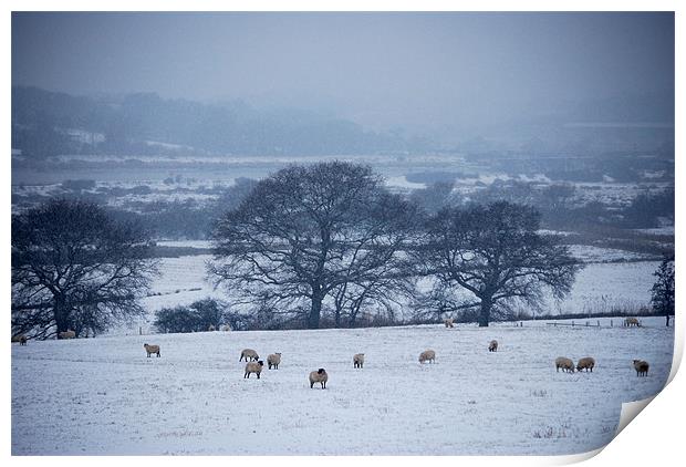Sheep in The Snow Print by Holly Crawshaw