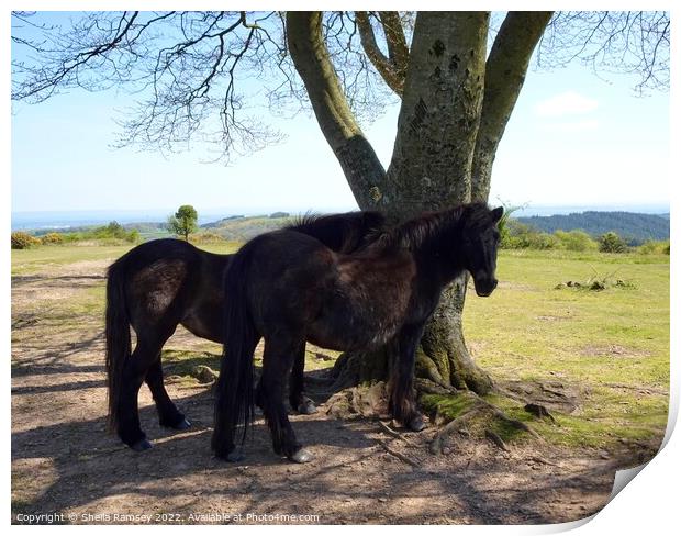 Quantock ponies in the shade Print by Sheila Ramsey