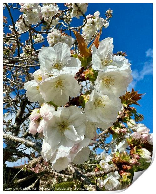 Spring Blossom Print by Sheila Ramsey