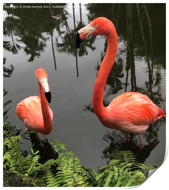 Pretty flamingos Print by Sheila Ramsey