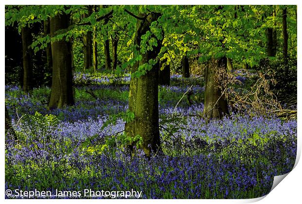 Bluebell woods Print by Stephen Hollin
