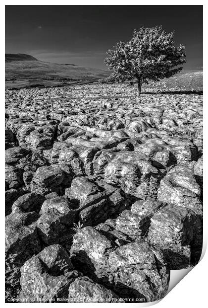 Stepping Stones and Lone Tree Print by Stephen Bailey