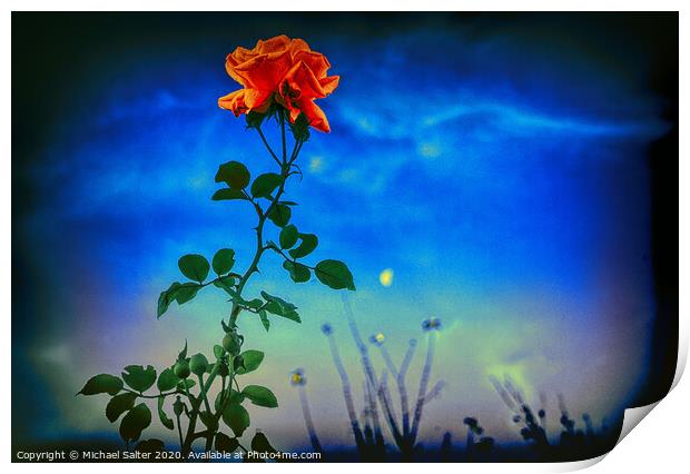 A Rose by Moonlight Print by Michael W Salter