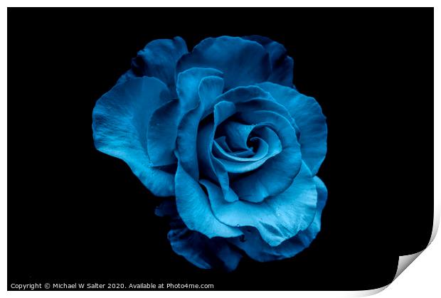 Blue Rose Print by Michael W Salter