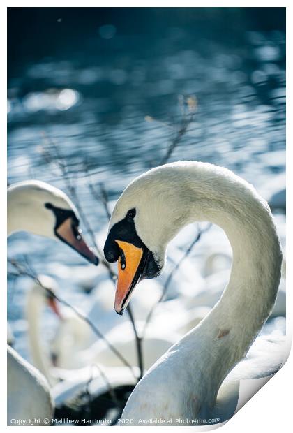 Posing Swan Print by Matthew Harrington