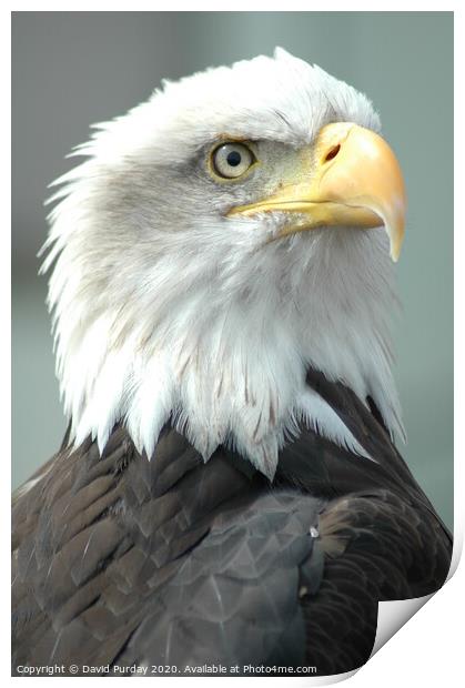 Bald Eagle Print by David Purday