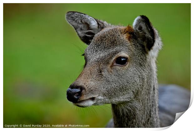 Deer Print by David Purday