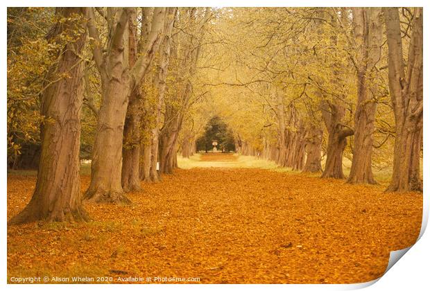 Tree Lined Avenue in Autumn Print by Alison Whelan