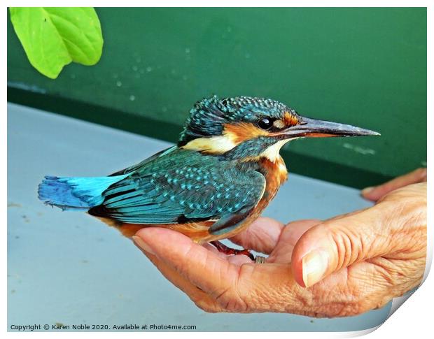 A kingfisher in The Hand of a friend after a rescu Print by Karen Noble
