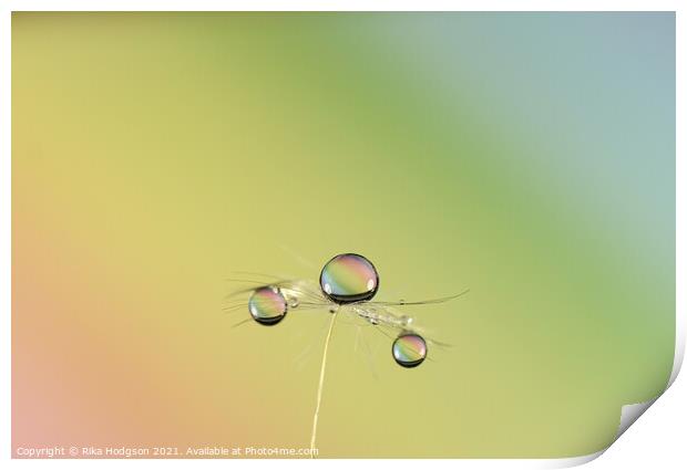 Water Droplets, Close up, Dandilion seed Print by Rika Hodgson