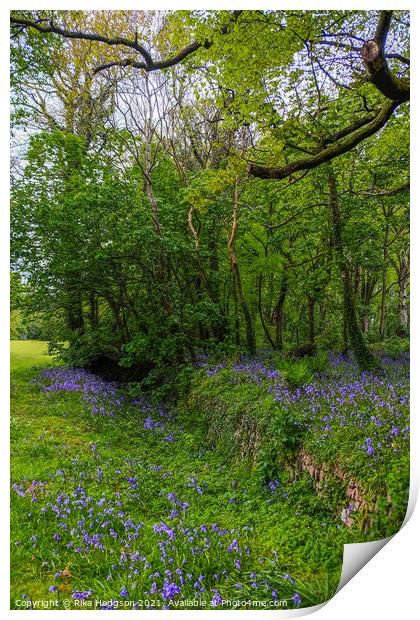 Bluebells in Woodlands, Cornish Landscape Print by Rika Hodgson