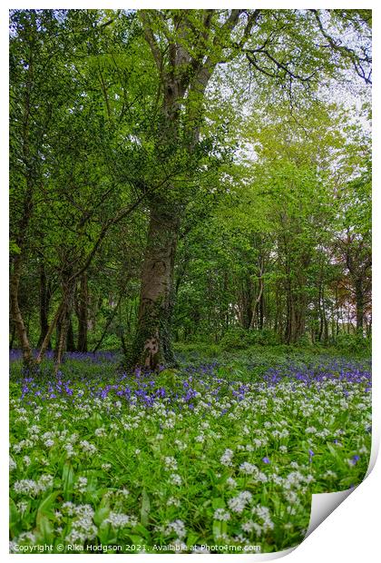 Bluebells & Wild Garlic in woodlands, Cornwall Print by Rika Hodgson