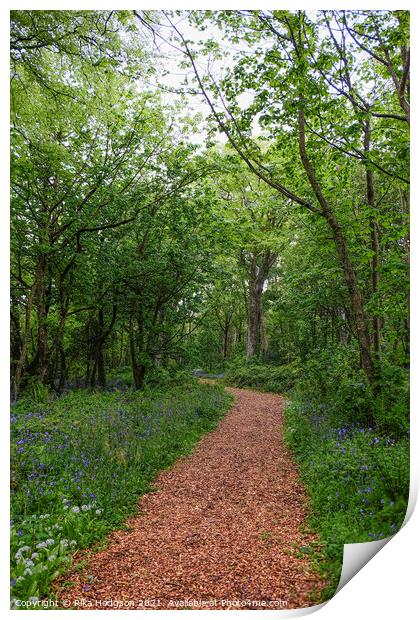 Path in woods, Bluebells landscape, Cornwall, UK Print by Rika Hodgson