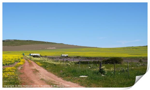 Canola Farm, Darling, Landscape, South Africa  Print by Rika Hodgson