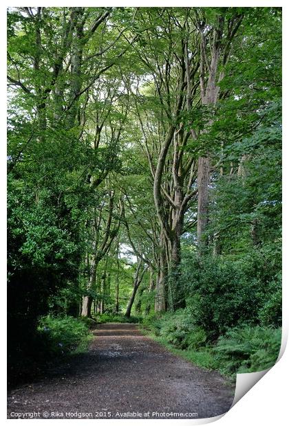 The Path, Tehidy Woods, Cornwall Print by Rika Hodgson
