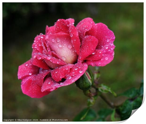 Raindrop Rose Print by Rika Hodgson