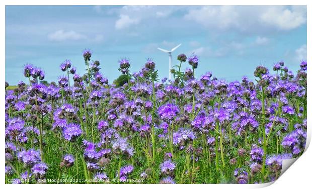 Phacelia Field of Dreams, Cornwall, England  Print by Rika Hodgson