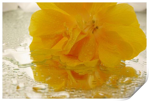 Yellow Begonia Print by Rika Hodgson