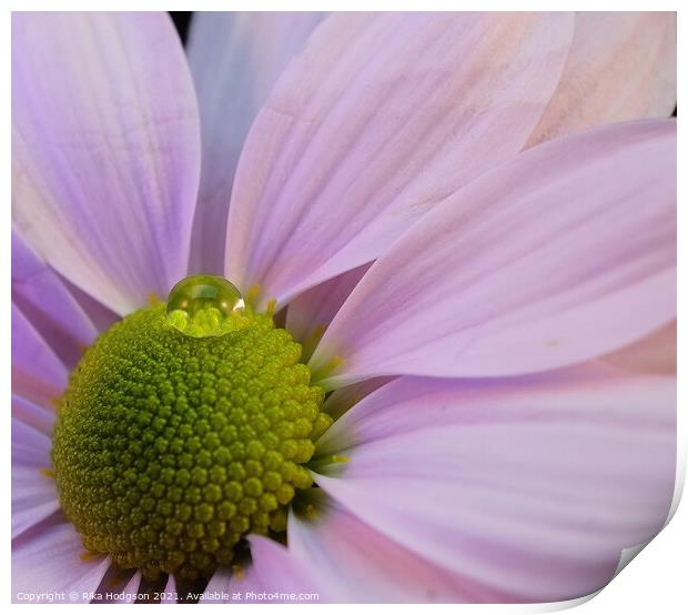 Water droplet on pink Daisy Print by Rika Hodgson