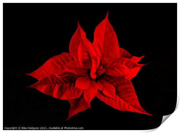 Deep Red Poinsettia Flower Print by Rika Hodgson