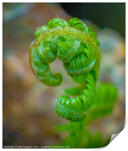 New curly green leaf of a Fern plant, Close up Print by Rika Hodgson